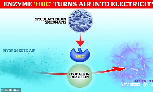 无限清洁能源：普通细菌的酶竟然能将大气中的氢气转化为电能